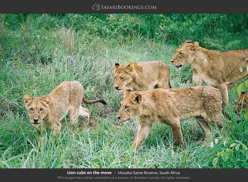 Lion cubs on the move in Ulusaba Game Reserve, South Africa