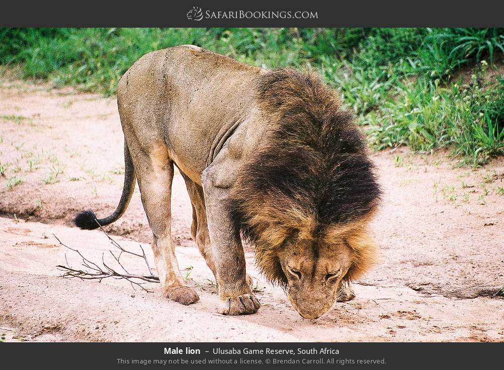 Male lion in Ulusaba Game Reserve, South Africa