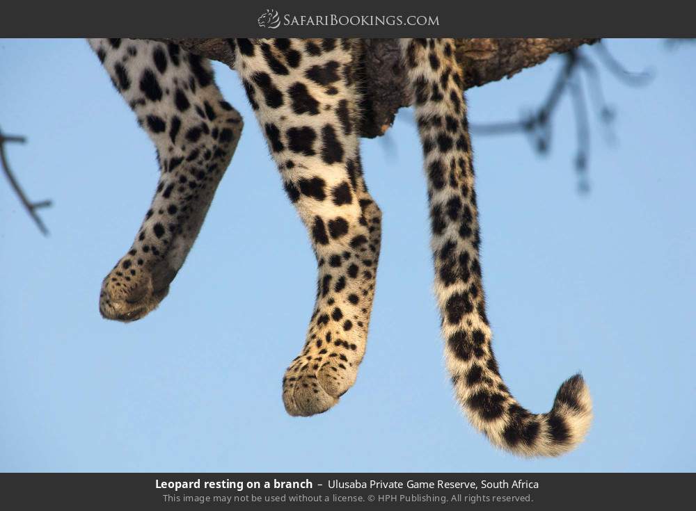 Leopard resting on a branch in Ulusaba Private Game Reserve, South Africa