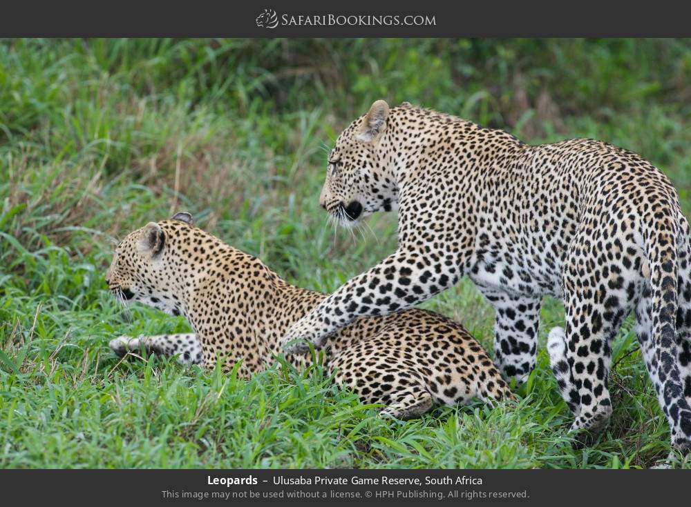 Leopards in Ulusaba Private Game Reserve, South Africa