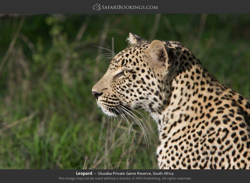 Leopard in Ulusaba Private Game Reserve, South Africa