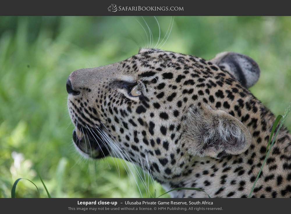 Leopard close-up  in Ulusaba Private Game Reserve, South Africa