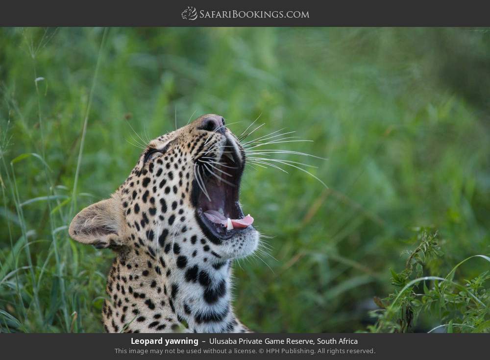 Leopard yawning in Ulusaba Private Game Reserve, South Africa