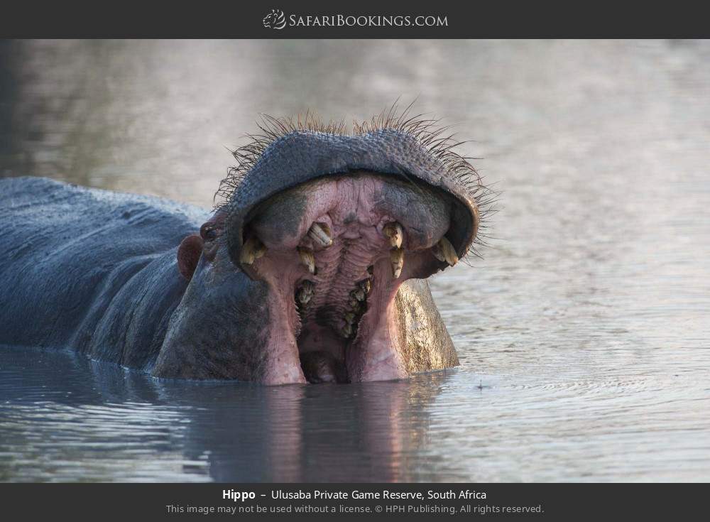 Hippo in Ulusaba Private Game Reserve, South Africa