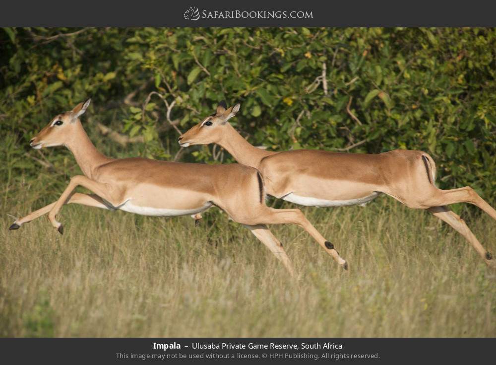 Impala in Ulusaba Private Game Reserve, South Africa