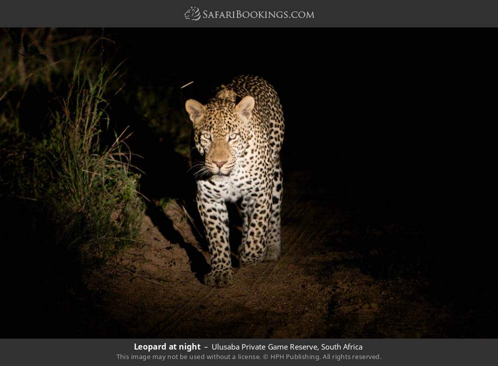 Leopard at night in Ulusaba Private Game Reserve, South Africa