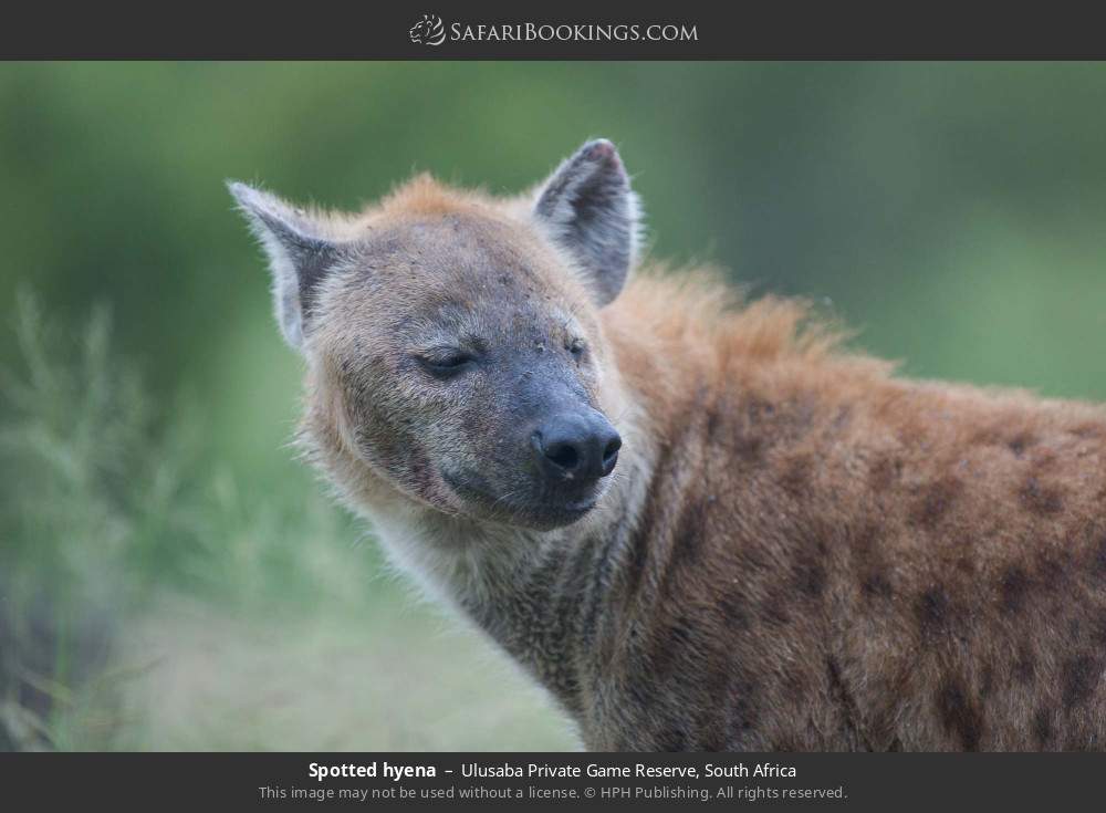Spotted hyena in Ulusaba Private Game Reserve, South Africa