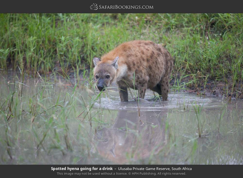 Spotted hyena going for a drink in Ulusaba Private Game Reserve, South Africa