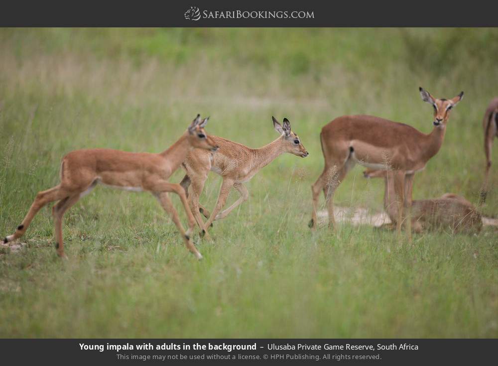 Young impala with adults in the background in Ulusaba Private Game Reserve, South Africa