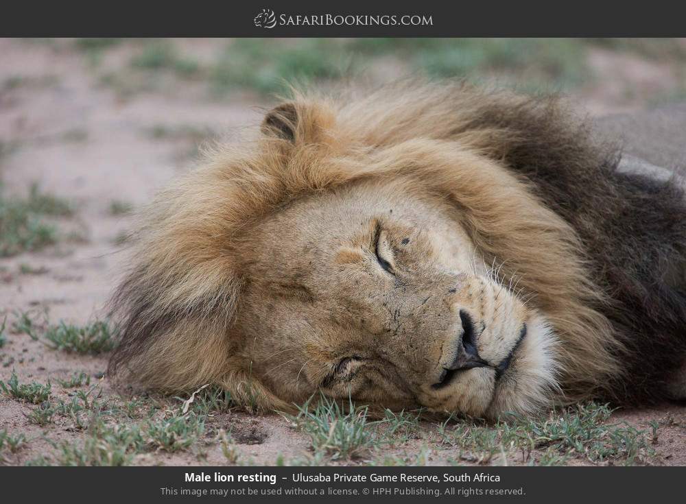 Male lion resting in Ulusaba Private Game Reserve, South Africa