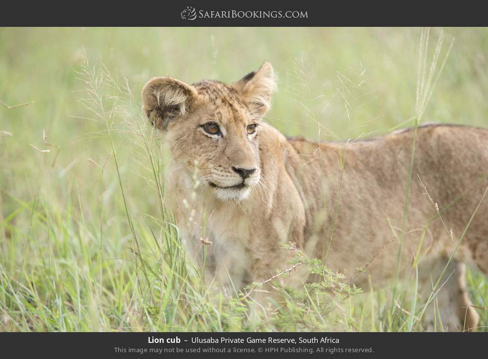 Lion cub in Ulusaba Private Game Reserve, South Africa