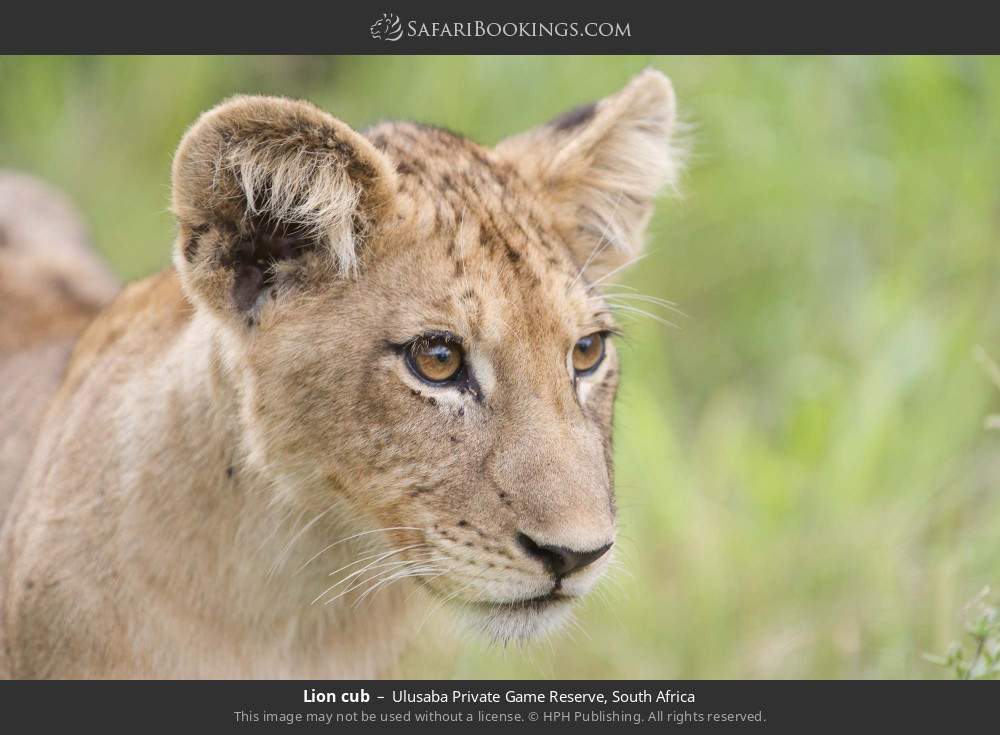 Lion cub in Ulusaba Private Game Reserve, South Africa