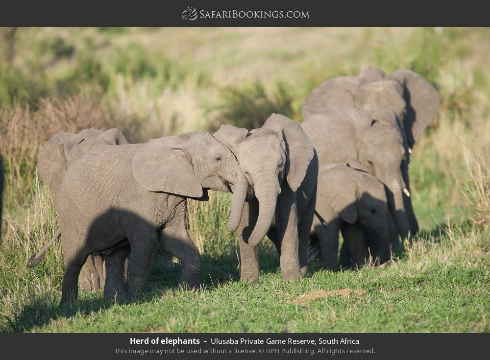 Herd of elephants in Ulusaba Private Game Reserve, South Africa