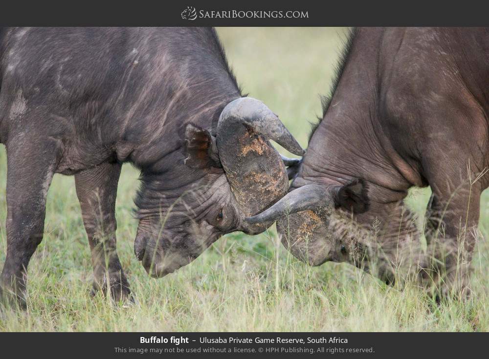 Buffalo fight in Ulusaba Private Game Reserve, South Africa