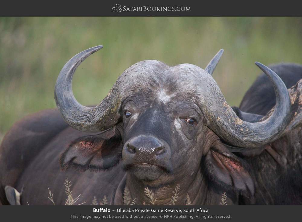 Buffalo in Ulusaba Private Game Reserve, South Africa