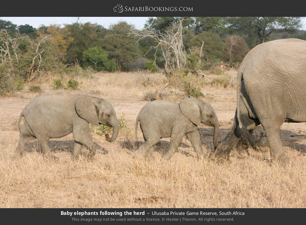 Baby elephants following the herd in Ulusaba Private Game Reserve, South Africa