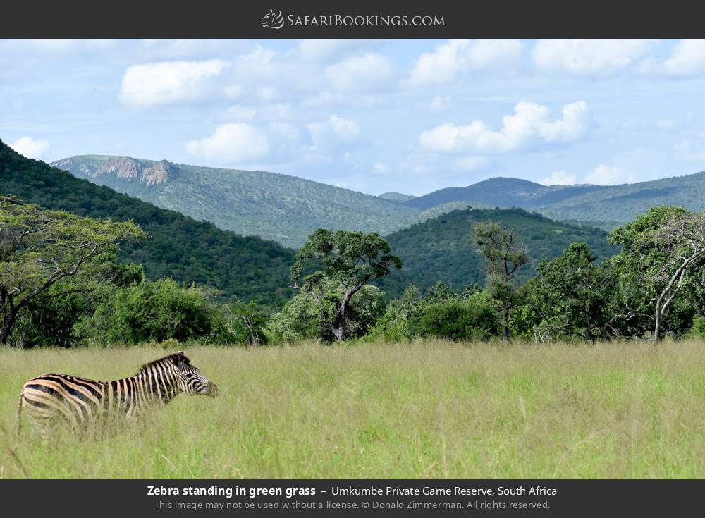 Zebra standing in green grass in Umkumbe Private Game Reserve, South Africa