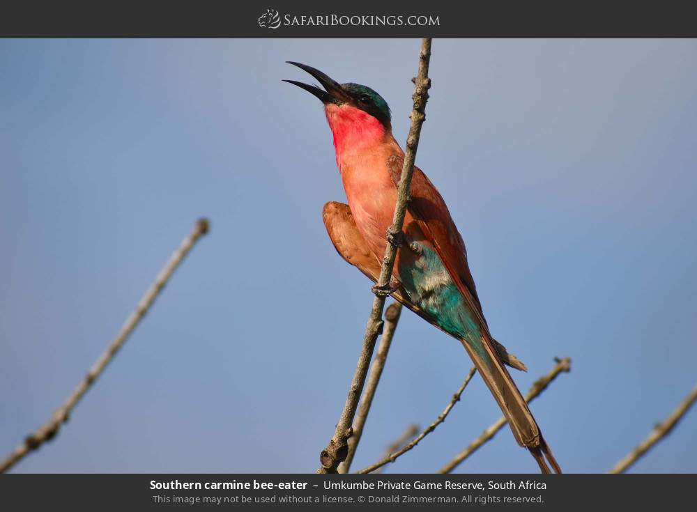 Southern carmine bee-eater in Umkumbe Private Game Reserve, South Africa