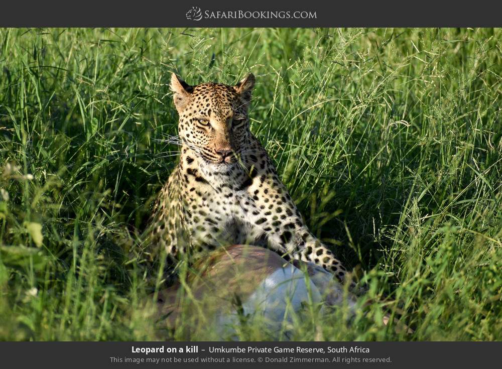 Leopard on a kill in Umkumbe Private Game Reserve, South Africa