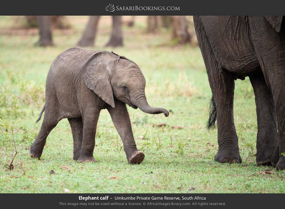 Elephant calf in Umkumbe Private Game Reserve, South Africa