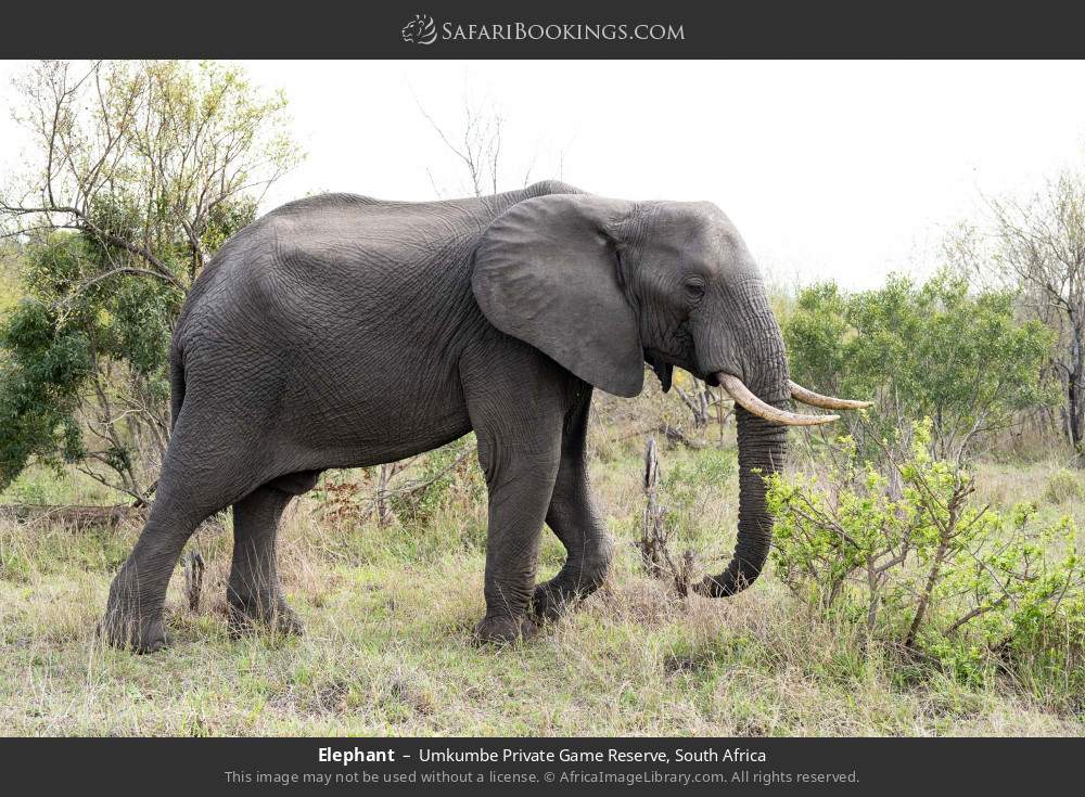 Elephant in Umkumbe Private Game Reserve, South Africa