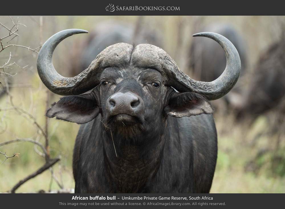 African buffalo bull in Umkumbe Private Game Reserve, South Africa