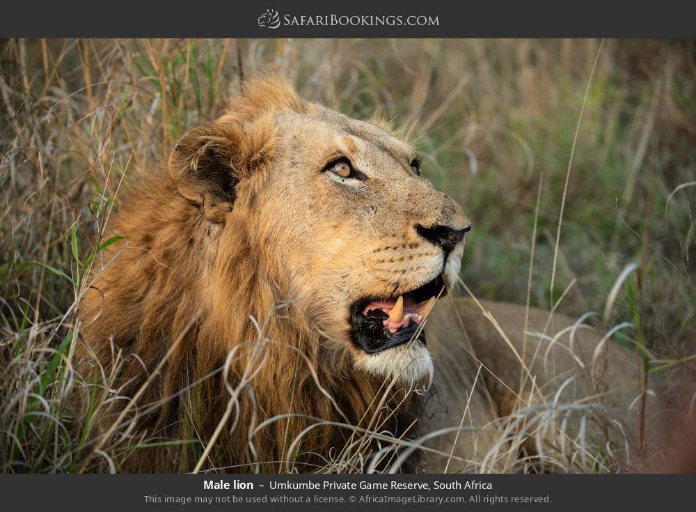 Male lion in Umkumbe Private Game Reserve, South Africa