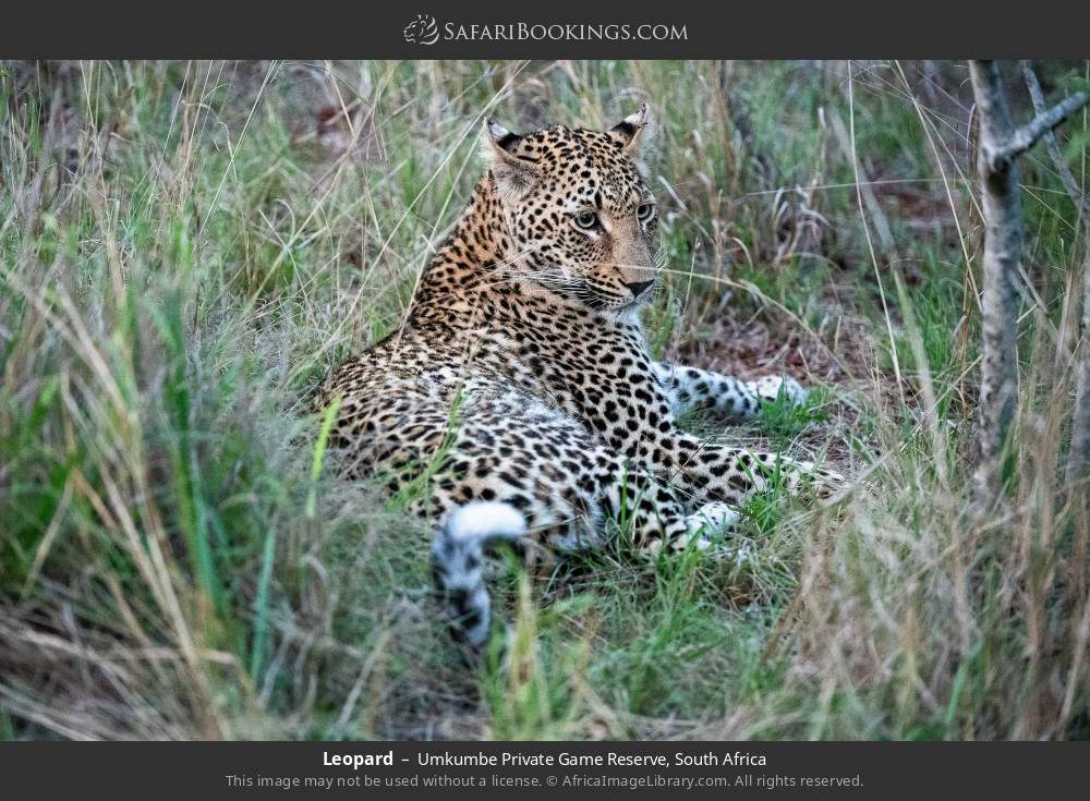Leopard in Umkumbe Private Game Reserve, South Africa