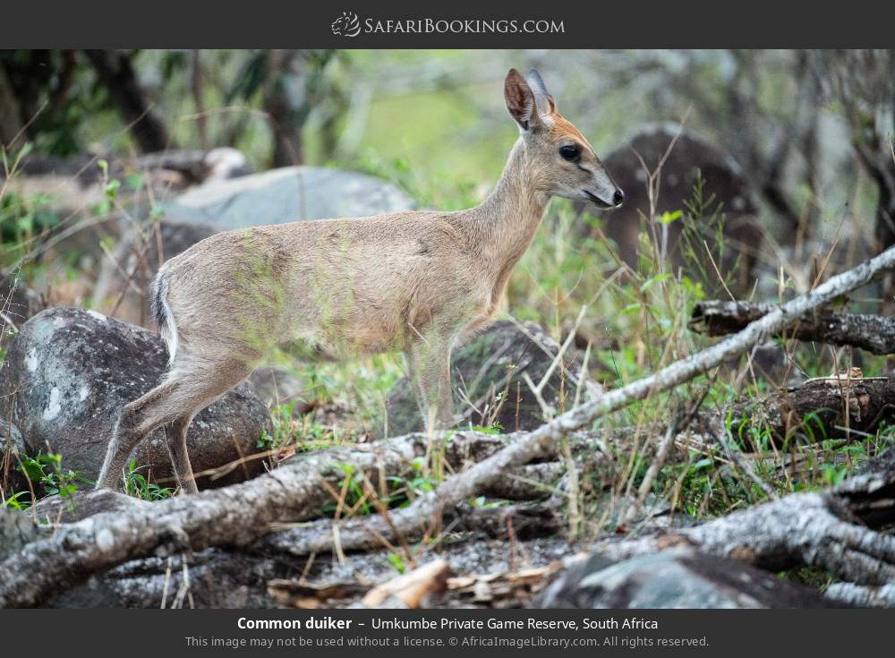 Common duiker in Umkumbe Private Game Reserve, South Africa