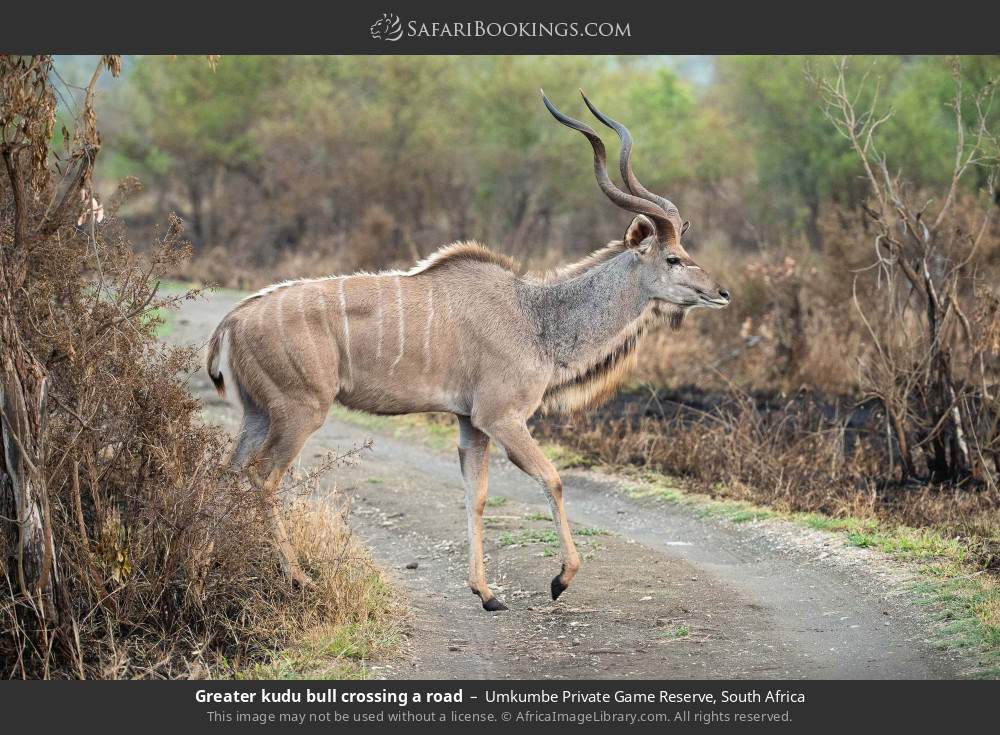 Greater kudu bull crossing a road in Umkumbe Private Game Reserve, South Africa