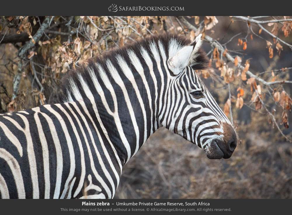Plains zebra in Umkumbe Private Game Reserve, South Africa