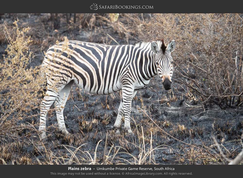 Plains zebra in Umkumbe Private Game Reserve, South Africa