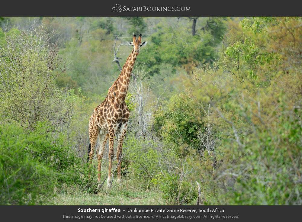 Southern giraffea in Umkumbe Private Game Reserve, South Africa