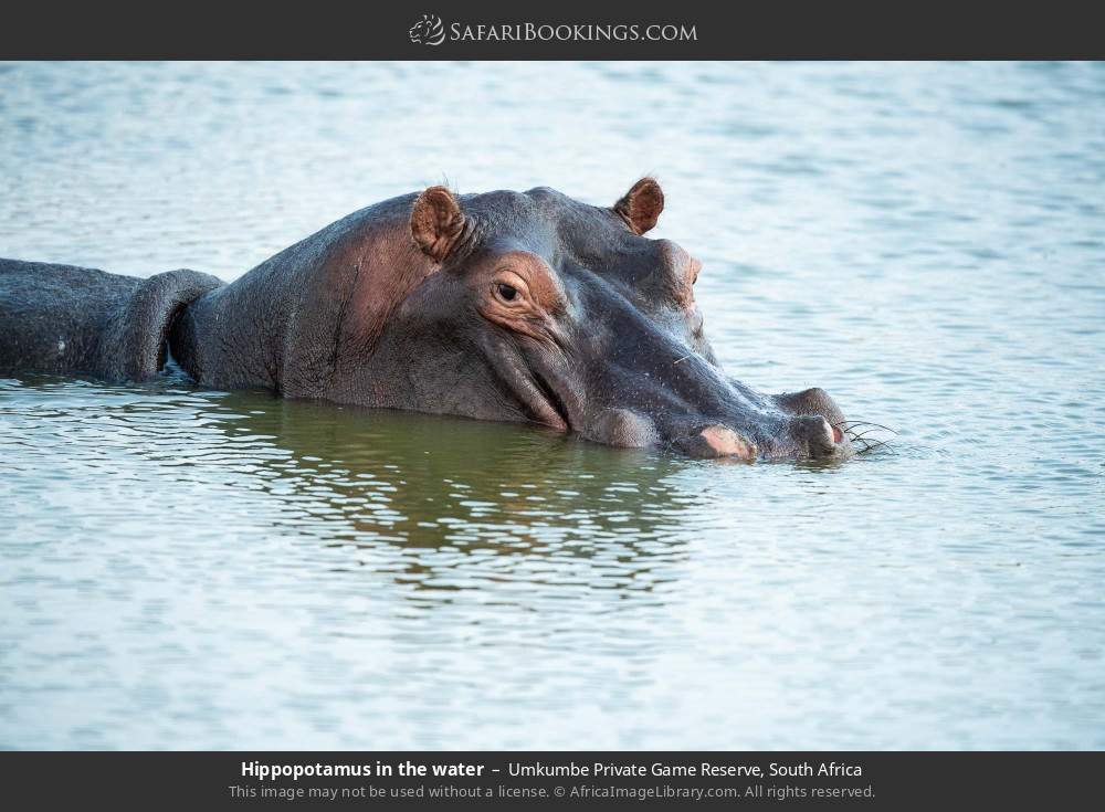 Hippopotamus in the water in Umkumbe Private Game Reserve, South Africa