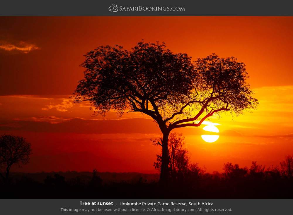 Tree at sunset in Umkumbe Private Game Reserve, South Africa
