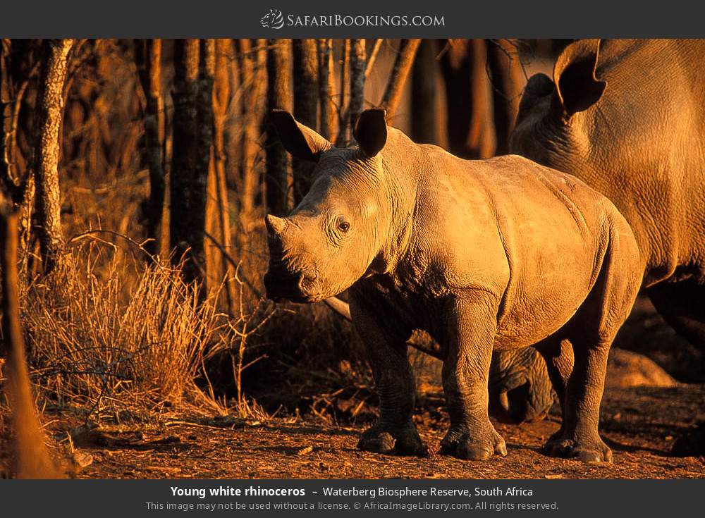 Young white rhinoceros in Waterberg Biosphere Reserve, South Africa