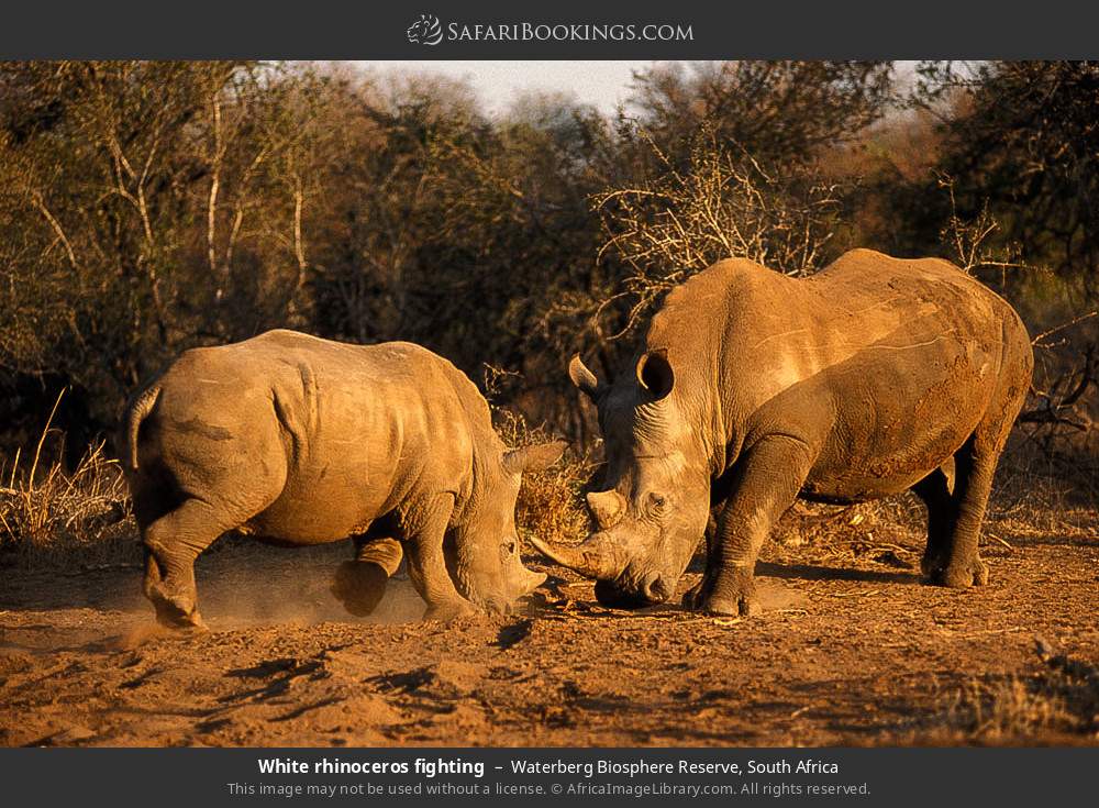 White rhinoceros fighting in Waterberg Biosphere Reserve, South Africa