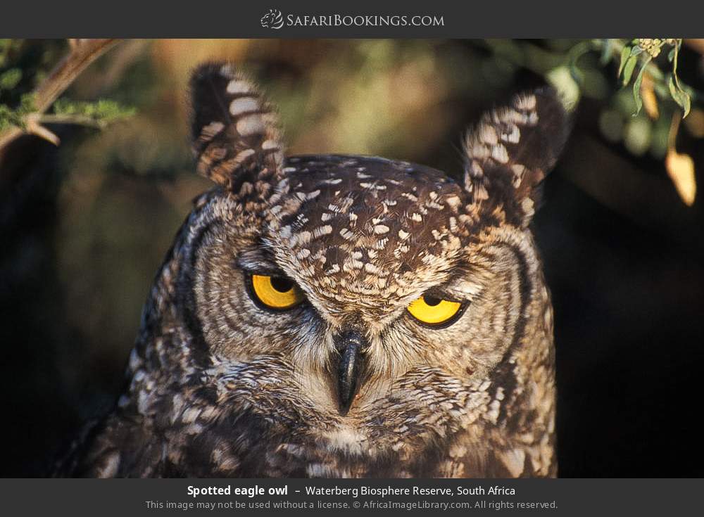 Spotted eagle owl in Waterberg Biosphere Reserve, South Africa