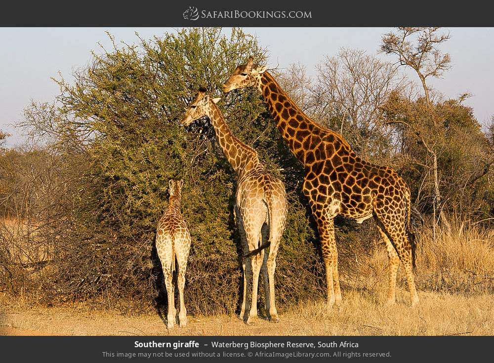Southern giraffe in Waterberg Biosphere Reserve, South Africa