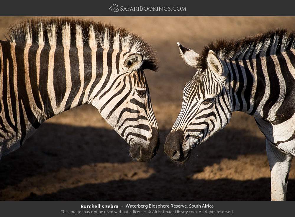 Plains zebra in Waterberg Biosphere Reserve, South Africa