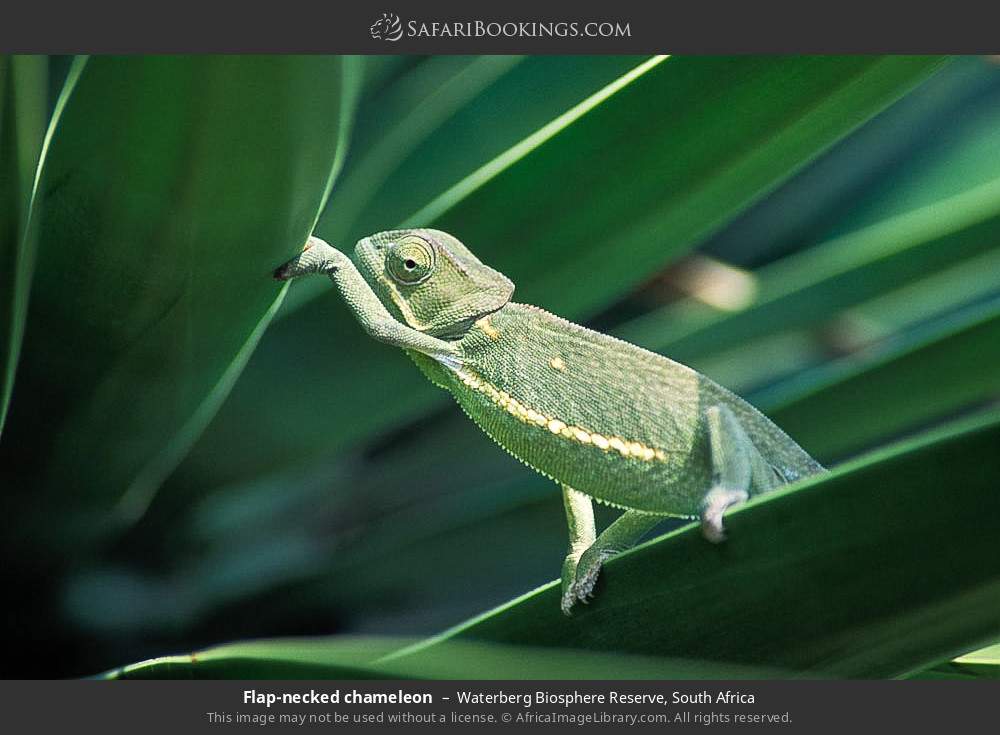 Flap-necked chameleon in Waterberg Biosphere Reserve, South Africa