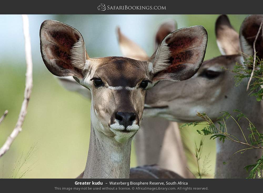 Greater kudu in Waterberg Biosphere Reserve, South Africa