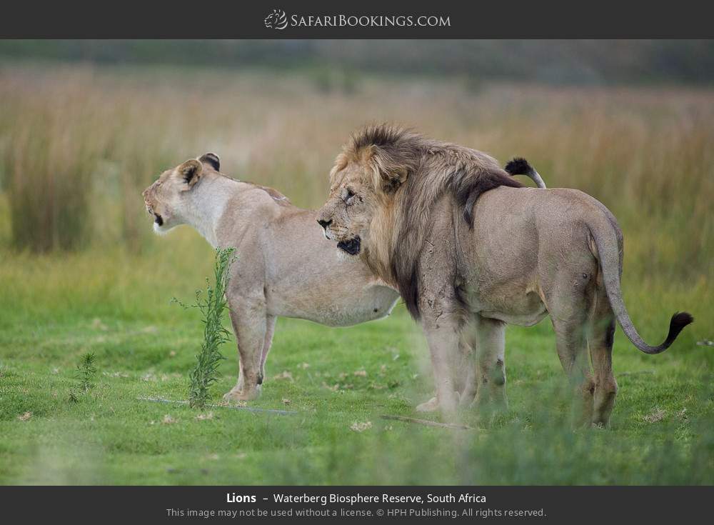 Lions in Waterberg Biosphere Reserve, South Africa