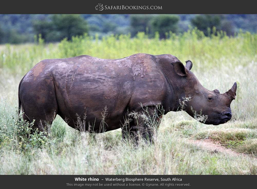 White rhino in Waterberg Biosphere Reserve, South Africa
