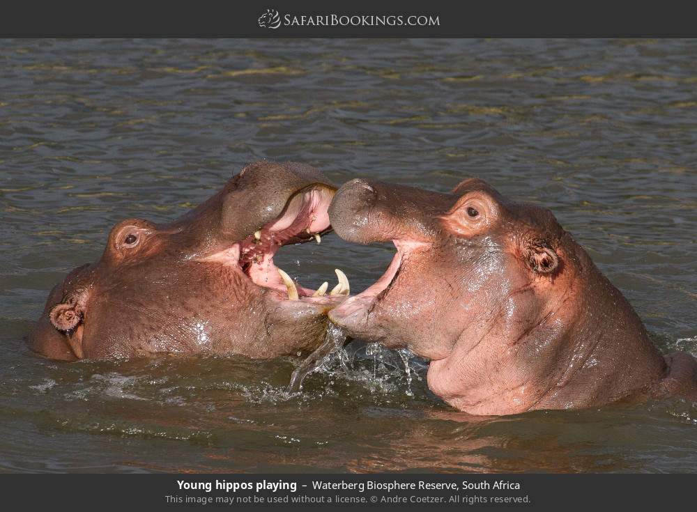 Young hippos playing in Waterberg Biosphere Reserve, South Africa