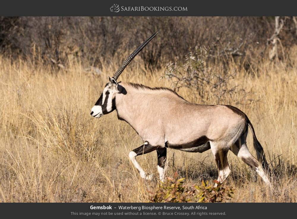 Gemsbok in Waterberg Biosphere Reserve, South Africa