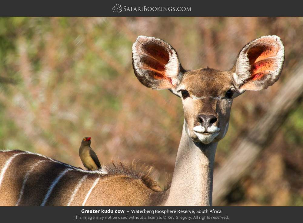 Greater kudu cow in Waterberg Biosphere Reserve, South Africa