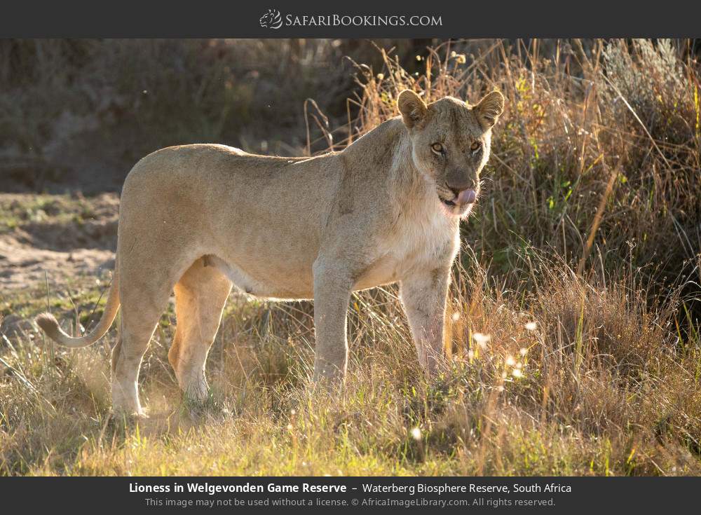 Lioness in Welgevonden Game Reserve in Waterberg Biosphere Reserve, South Africa