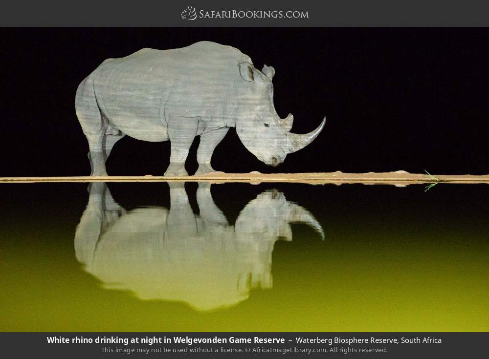 White rhino drinking at night in Welgevonden Game Reserve in Waterberg Biosphere Reserve, South Africa