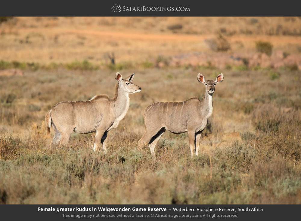 Female greater kudus in Welgevonden Game Reserve in Waterberg Biosphere Reserve, South Africa